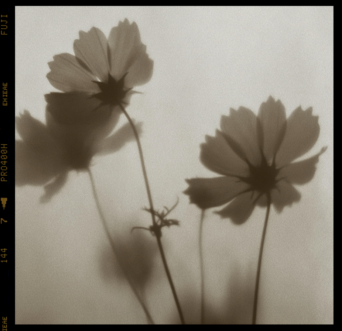Fall 2025 - Flower